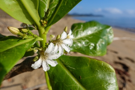 ella-bay-queensland-125