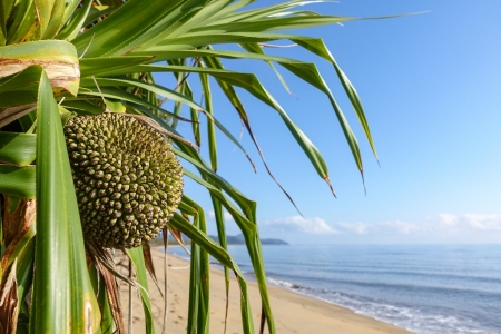 ella-bay-queensland-132