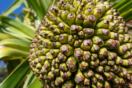 ella-bay-queensland-134