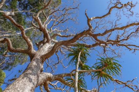 ella-bay-queensland-137