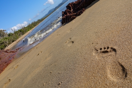 ella-bay-queensland-139