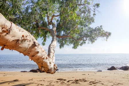 ella-bay-queensland-143