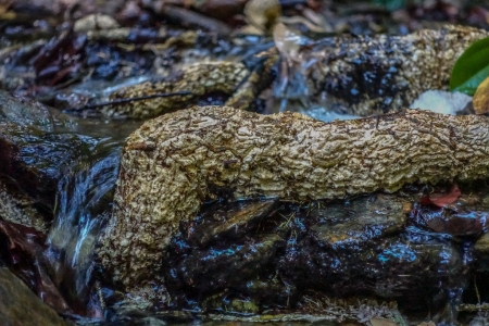 ella-bay-queensland-163