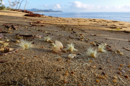 ella-bay-queensland-48