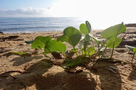 ella-bay-queensland-49